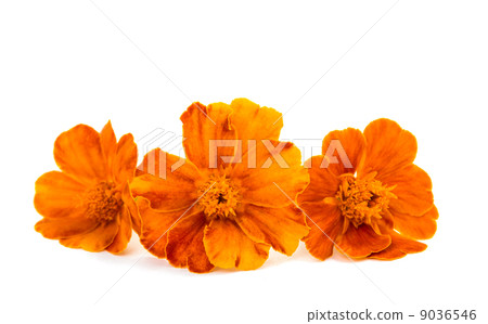marigold isolated 9036546