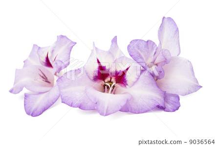 gladiolus flowers isolated gladiolus flowers isolated 9036564