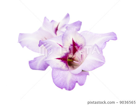 gladiolus flowers isolated gladiolus flowers isolated 9036565