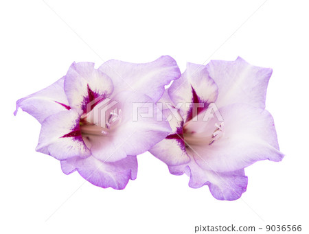 gladiolus flowers isolated gladiolus flowers isolated 9036566