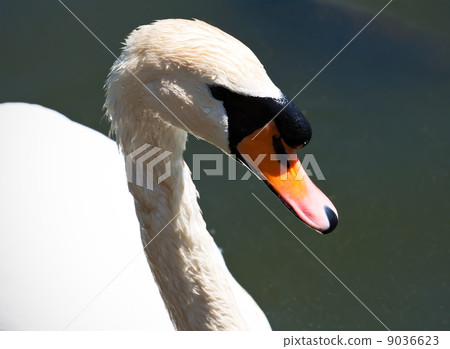 White swan White swan 9036623