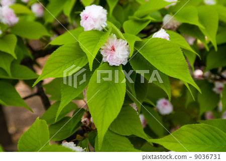 Kenrokuen Gakuen cherry tree Kenrokuen Gakuen cherry tree 9036731