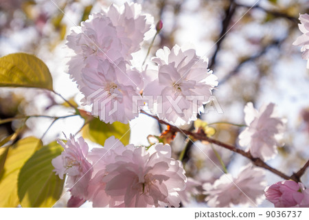 Kamabokakura 9036737