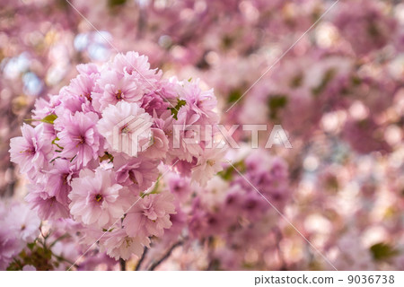 櫻花 9036738