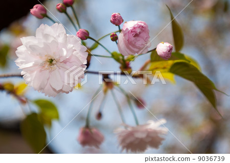 Kamaashisakura 9036739