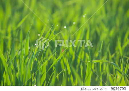 Close up of fresh grass with water drops 9036793