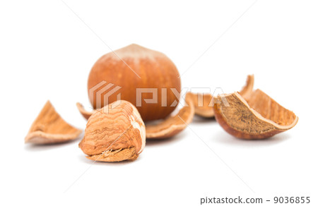 hazel nut isolated hazel nut isolated 9036855