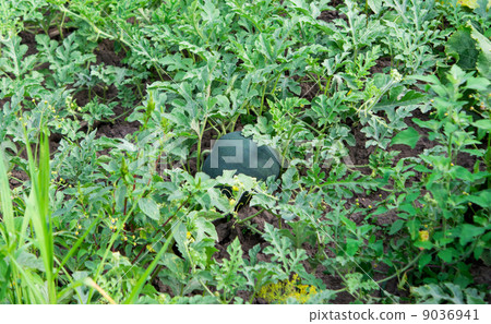 Fresh green Watermelon 9036941