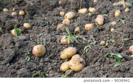 potato crop 9036942