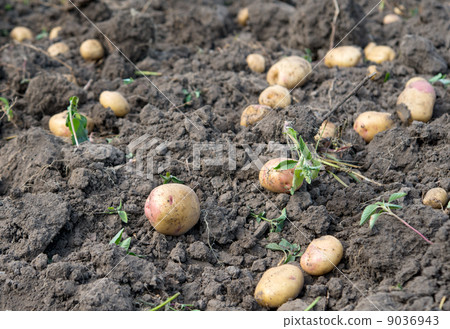 potato crop 9036943