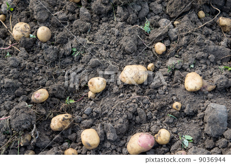 potato crop 9036944