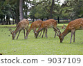 奈良公園的鹿 9037109