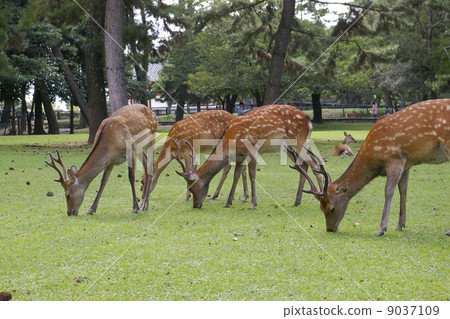 奈良公園的鹿 9037109