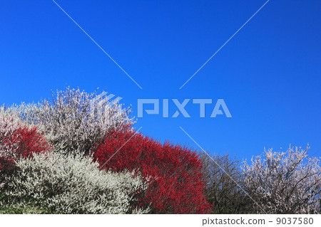 三色李子和藍天 三色李子和藍天 9037580