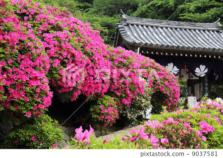 Funabashiji寺的杜鵑花 9037581
