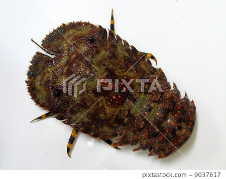 Tabby shrimp (Uchiwa shrimp) 9037617