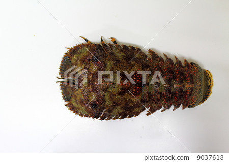 Tabby shrimp (Uchiwa shrimp) 9037618