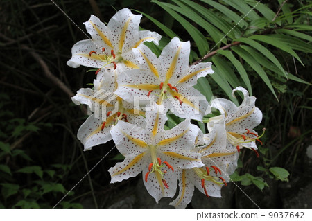 野百合 野百合 9037642