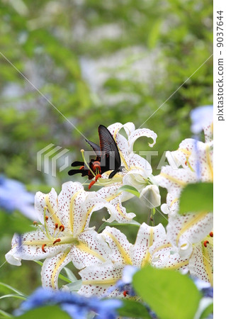 Onagachiha堅持淫蕩百合 Onagachiha堅持淫蕩百合 9037644