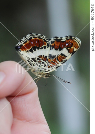 Summer type saka Hachischifo 9037648