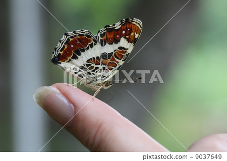 Summer type saka Hachischifo Summer type saka Hachischifo 9037649