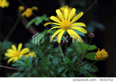 瑪格麗特宇宙 9038702