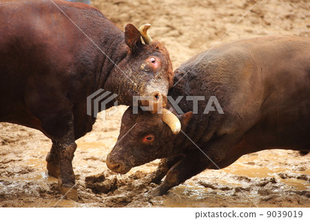 Ojiya's cow horn stabbing sumo 9039019