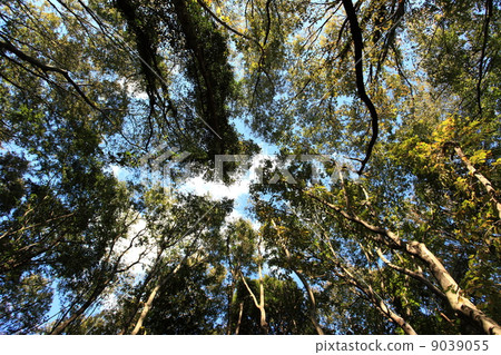 從天然森林地板看天空 從天然森林地板看天空 9039055