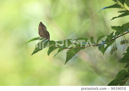 Kono otogoshi which stops at insect Egonoki Kono otogoshi which stops at insect Egonoki 9039058