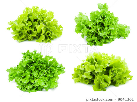 Lettuce 9041301