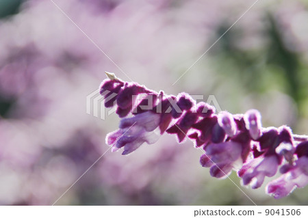 紫水晶聖人 9041506