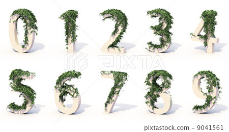 Ivy · Numbers 9041561