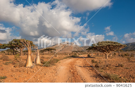 Desert rose tree, Socotra Island, Yemen 9041625