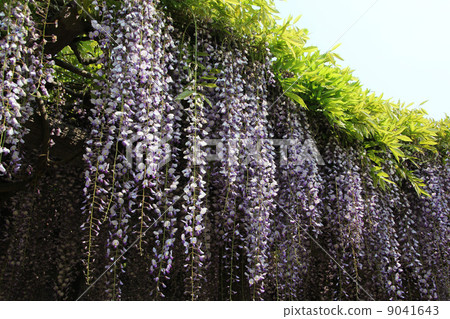  Wisteria flowers 9041643