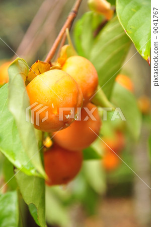 Persimmon nut and drops Persimmon nut and drops 9041767