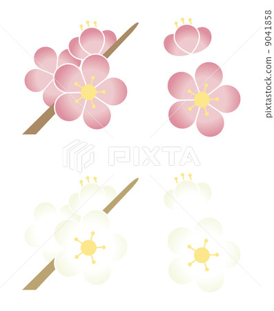 李子開花紅色李子和白色李子 李子開花紅色李子和白色李子 9041858