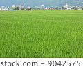 稻田 9042575