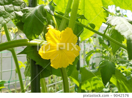 戈雅花 戈雅花 9042576