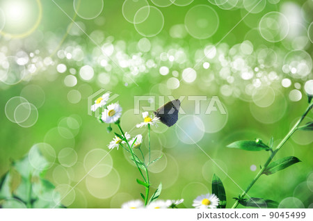 beautiful Butterfly beautiful Butterfly 9045499