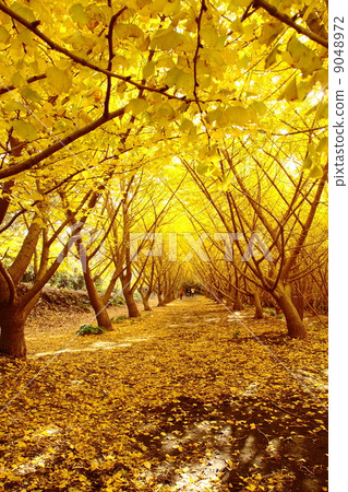 Autumn leaves ginkgo yellow world 9048972