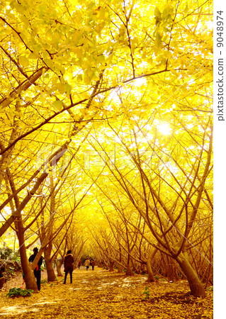 Autumn leaves ginkgo yellow world 9048974