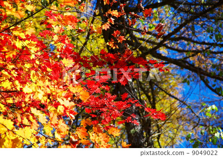 Autumn leaves of the Yabusawa Pass 9049022