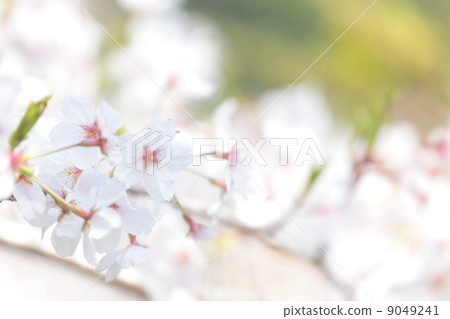 櫻花盛開的圖像 櫻花盛開的圖像 9049241