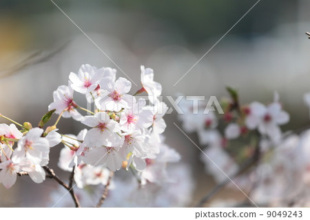 Cherry blossom blooming image 9049243
