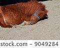 Horses to take a nap 9049284