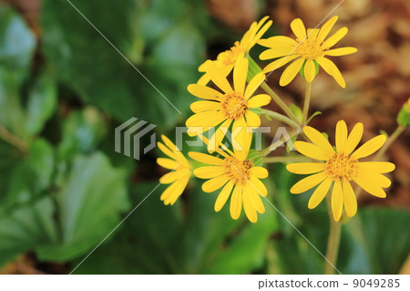 Tsuwabuki flower 9049285