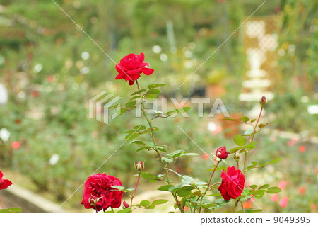 玫瑰花英格麗褒曼 9049395