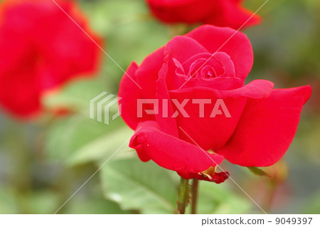 Rose flower Rob Roy Rose flower Rob Roy 9049397