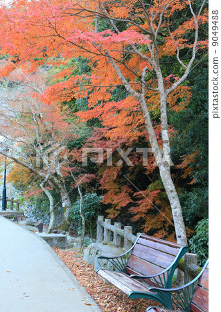 Red foliage break at Minoh Park 9049488