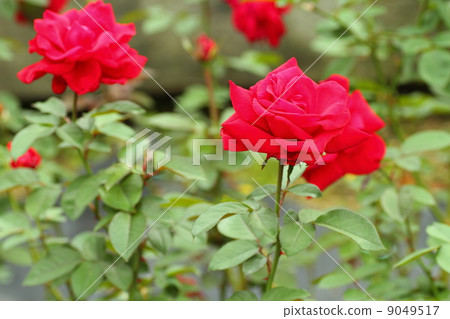 Rose flower Rob Roy 9049517